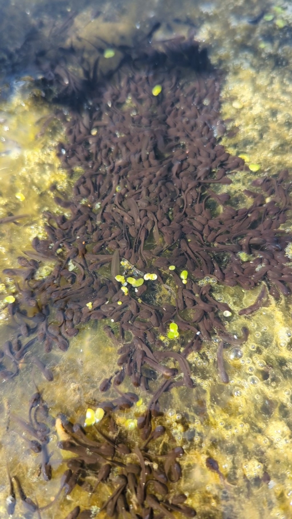 Tadpole Soup – A Foraged&nbsp;Delight